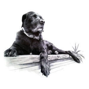 pet portraits, commission art jess harris artwork