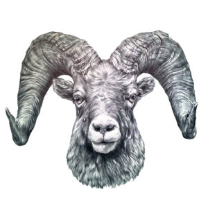 goat drawing, commission art by jess harri artwork