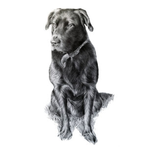dog portrait black and white by artist jess harris artwork