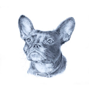 pet portrait of a pug by jess harri artwork