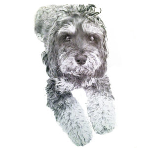pet portrait of a cockapoo in biro