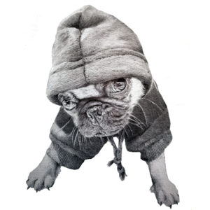 pet portraits of a dog wearing a hoody