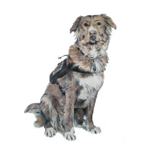 pet portrait of a reue dog by jess harris artwork