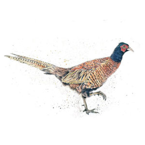 pheasant biro and watercolour drawing