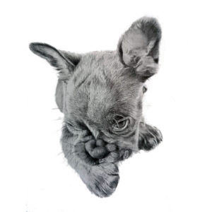 pet portrait in biro of a cute dog by jess harris artwork