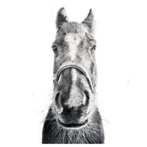 horse portrait in biro face on