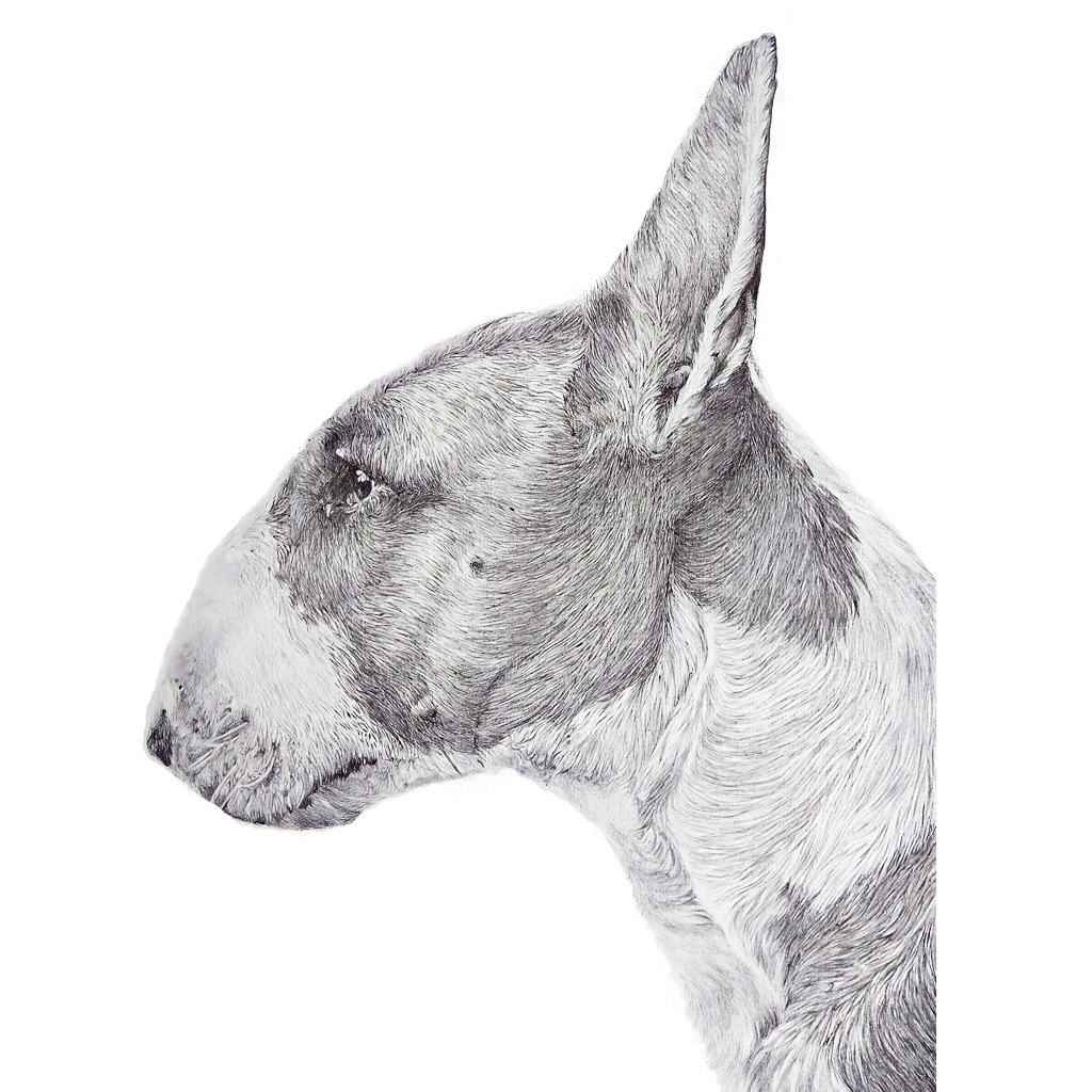 pet portrait, dog portrait, jess harris artwork