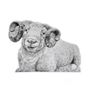 drawing of a ram with horns in biro by jess harris artwork
