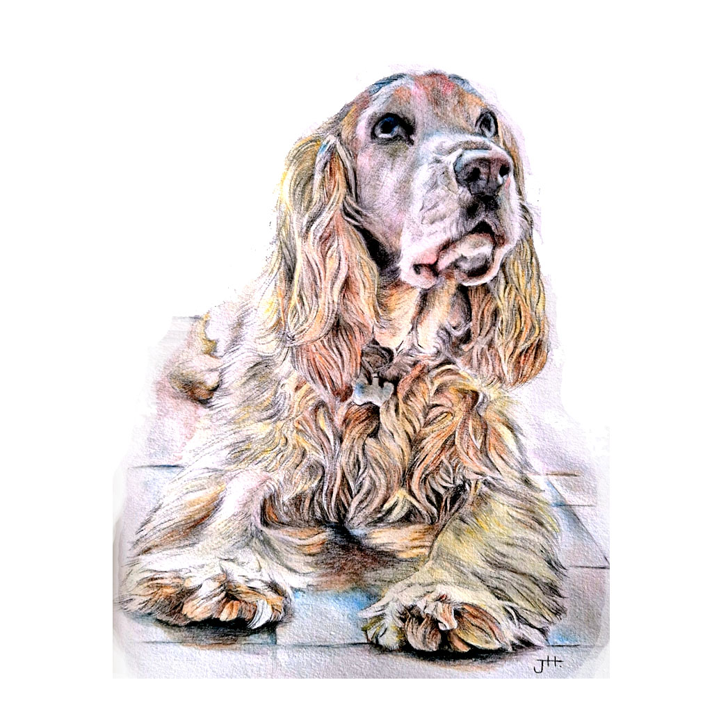 dog portrait, bournemouth