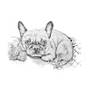 jess harris people and pet portraits bournemouth