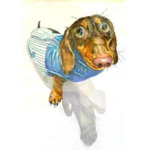 Dachshund portrait Bournemouth, Jess Harris Artwork